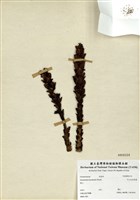 藏品(丁座草)的圖片